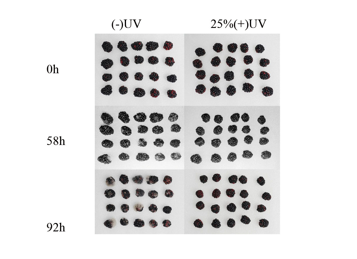 ISAEB-蔬果保鲜-Study-on-the-Effect-of-Intermittent-UV-C-Irradiation-on-Fruit-Preservation-3 ISAEB-蔬果保鲜-Studie-zu-der-Auswirkung-von-intermittierender-UV-C-Bestrahlung-auf-die-Fruchtkonservierung-3