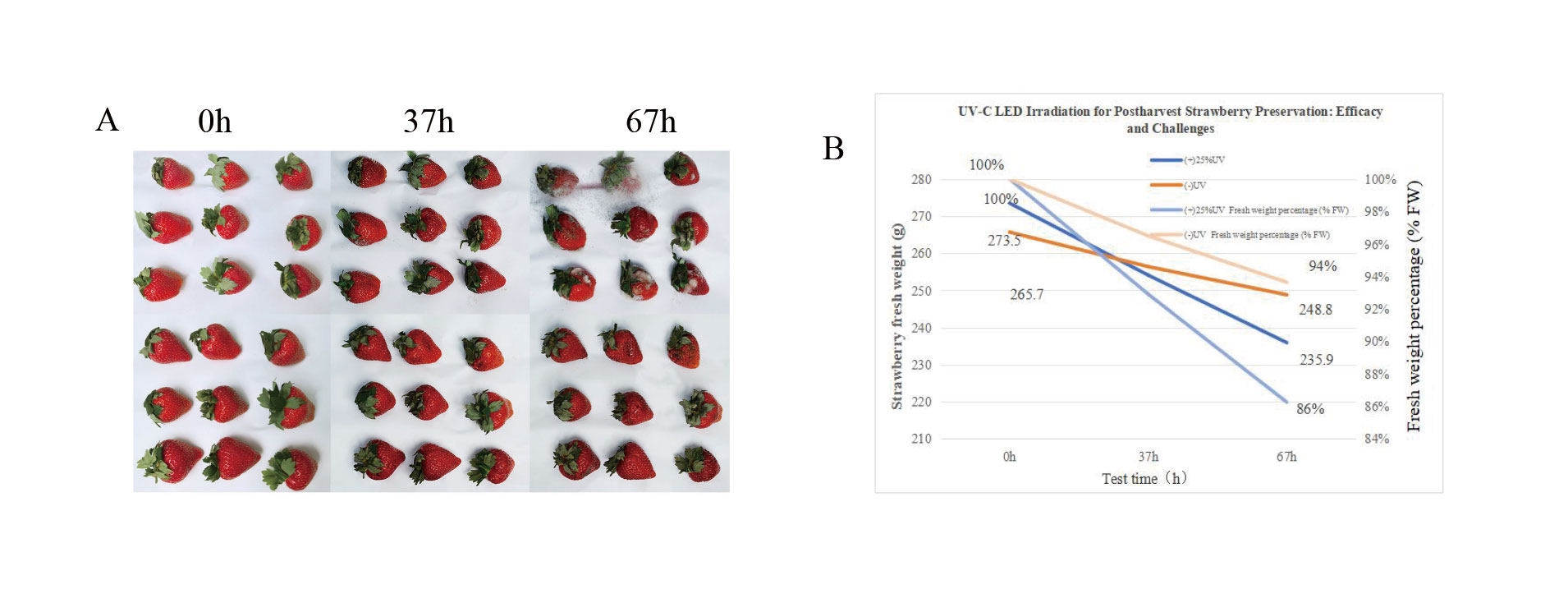 ISAEB-蔬果保鲜-Study-on-the-Effect-of-Intermittent-UV-C-Irradiation-on-Fruit-Preservation-4 ISAEB-蔬果保鲜-Studie-zu-der-Auswirkung-von-intermittierender-UV-C-Bestrahlung-auf-die-Fruchtkonservierung-4