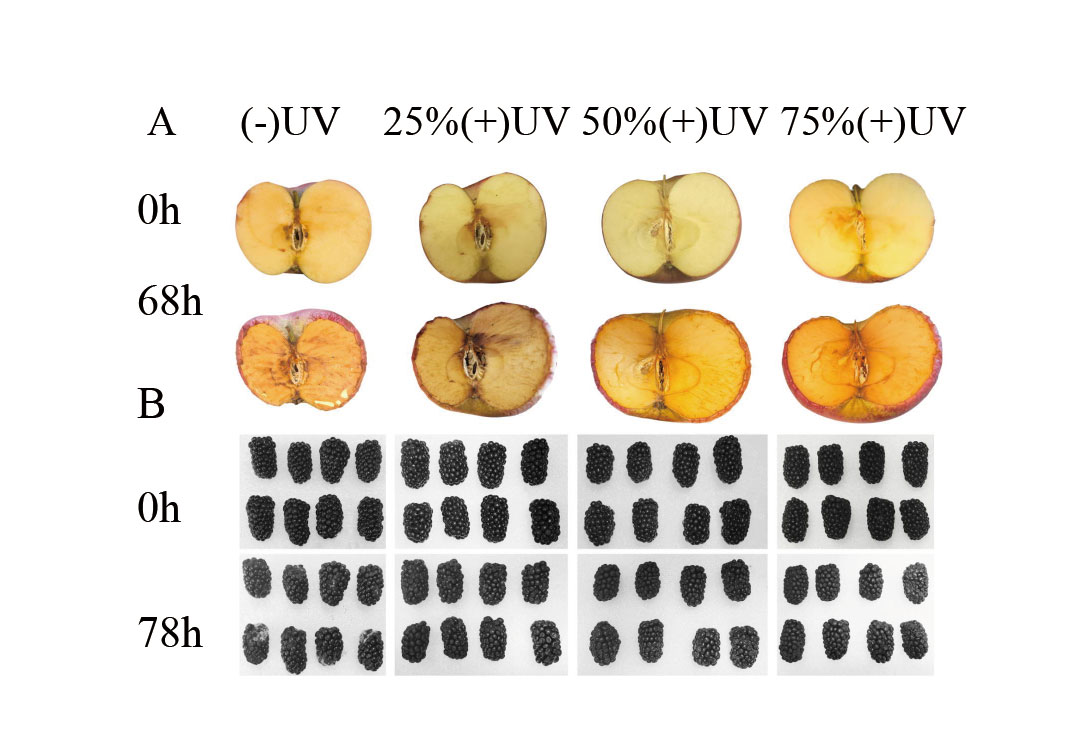 ISAEB-蔬果保鲜-Study-on-the-Effect-of-Intermittent-UV-C-Irradiation-on-Fruit-Preservation-2 ISAEB-蔬果保鲜-Studie-zu-der-Auswirkung-von-intermittierender-UV-C-Bestrahlung-auf-die-Fruchtkonservierung-2