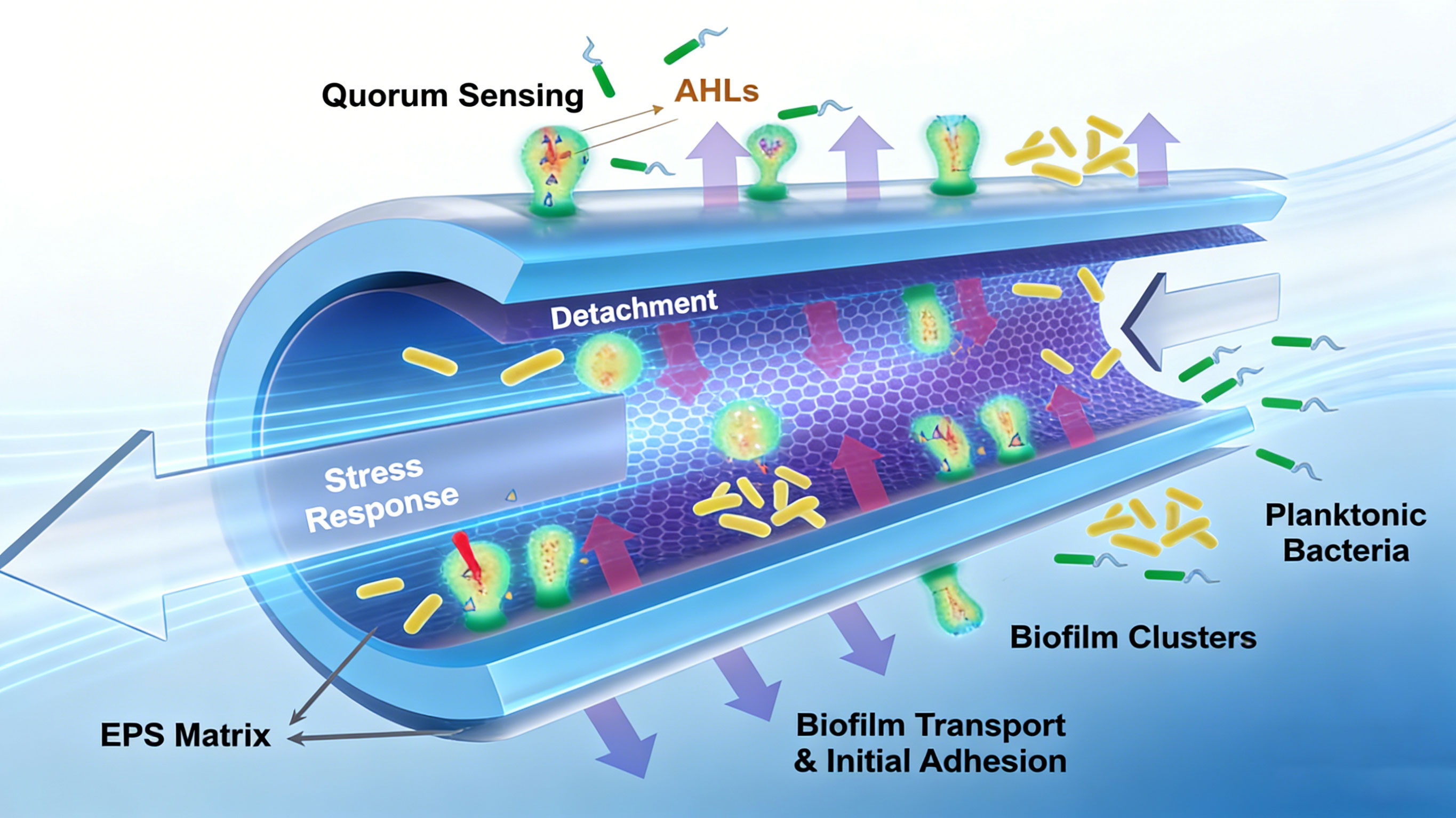 Der dynamische Lebenszyklusprozess von Biofilmen in Pipeline-Umgebungen